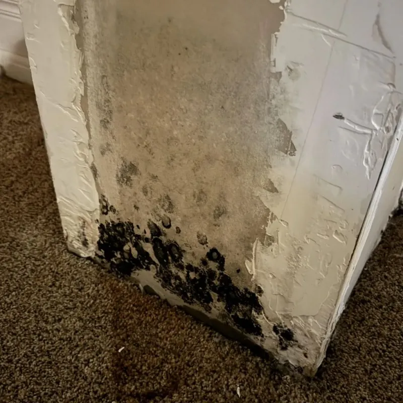 Professional Mold Removal in Wilson, WY